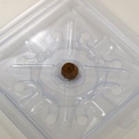 S-Trap Insektenfalle 02 (Klebefalle mit Nährstoffen) - Schädlingsfalle für Museen